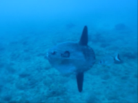 Poisson Lune